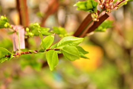 ニシキギの新芽 - ふれあいブログ